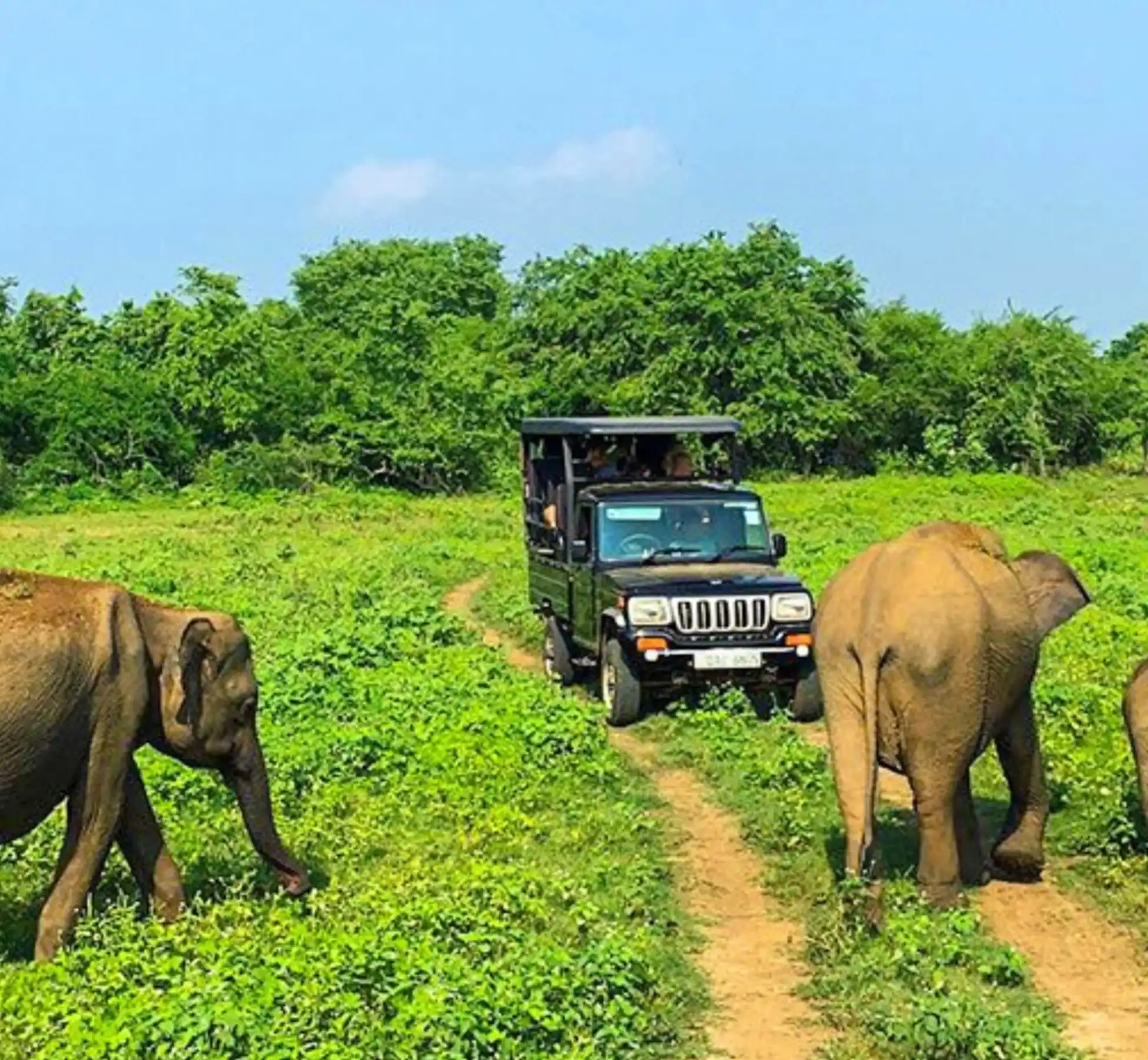 yala national park